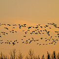 Evening Flight