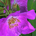 Sitka Rose