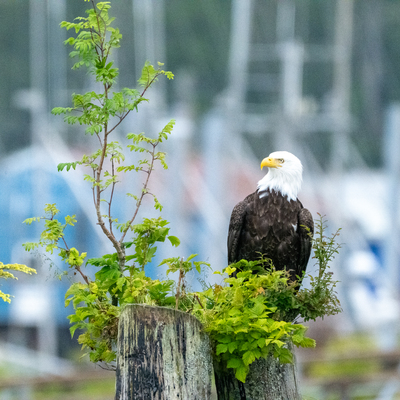 Pride - And Hello Everest