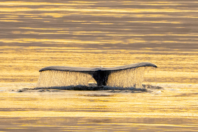 A Whale of a Tale...Tail Splash