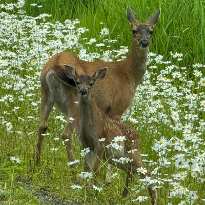 Fawning over the Wildlife - Fawn and Doe