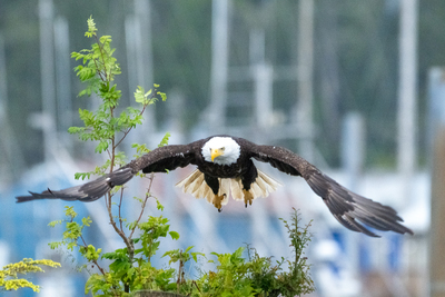 Launching - Everest Take Off 1