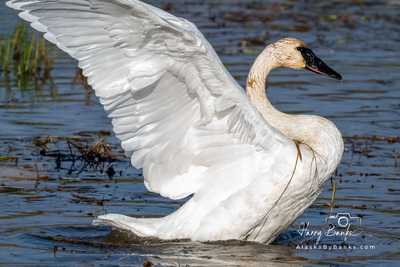 Swanning at Potters Marsh